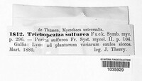 Trichopeziza sulfurina image
